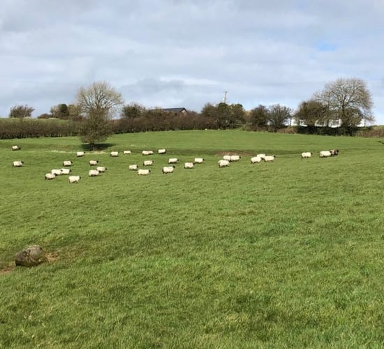 Moving on lesser-priority stock to preserve grass supplies
