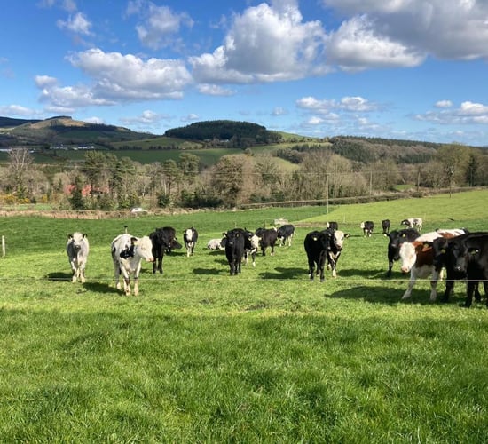ABP Demo Farm: Managing over 400 beef cattle at grass