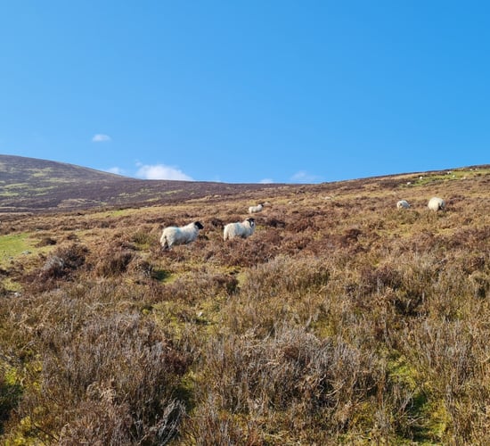 Teagasc report highlights seriousness of input costs for sheep sector - IFA