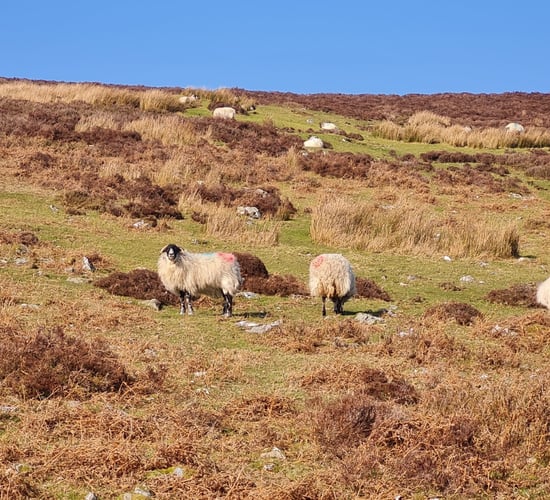 Map: Which county had the most sheep in 2021?