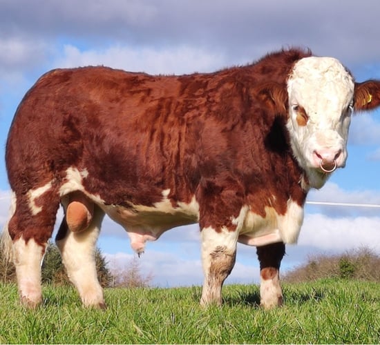 Revenue audit on Simmental society finds 'no liability due'