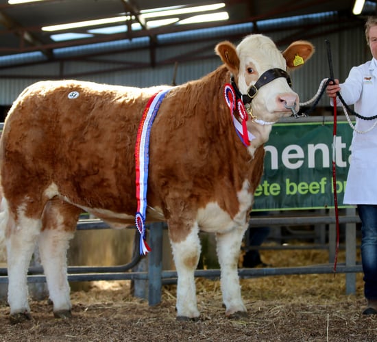 Simmental sale sees Galway-bred heifer secure €10,600