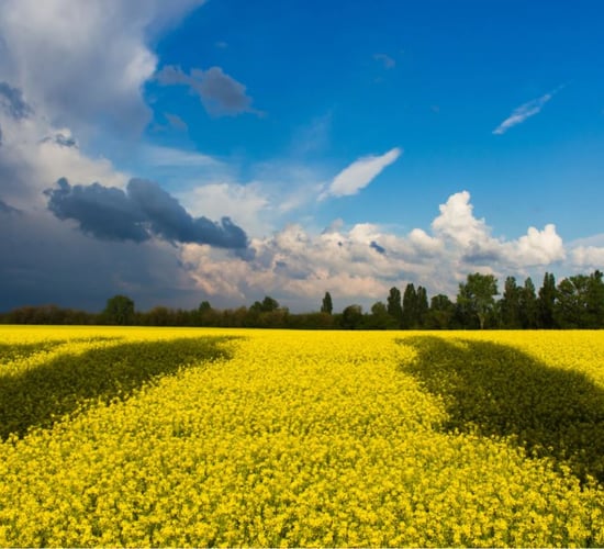 IGFA welcomes resumption of grain exports from ports in Ukraine
