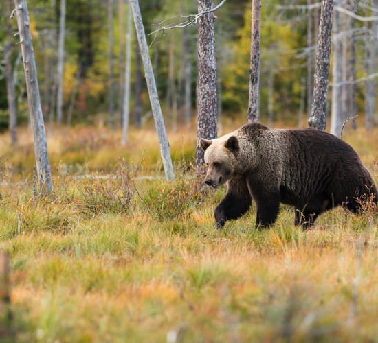Increasing carnivore population threatens EU livestock - Copa-Cogeca