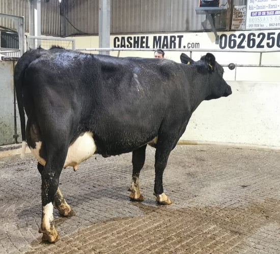 Cashel Mart dairy sale achieves top price of €2,950