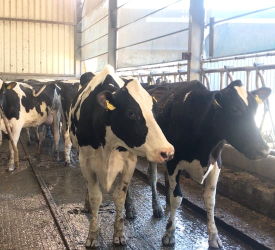 Greenlawn annual sale achieves top price of €4,350