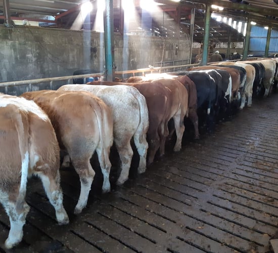 Factory quotes: R-grade heifers at €5.05/kg and rising
