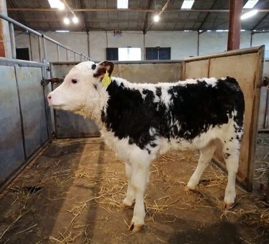 Calf trade bounces back at Enniscorthy Mart