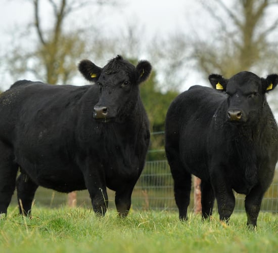Aberdeen Angus cattle find new EU headquarters in Tuam