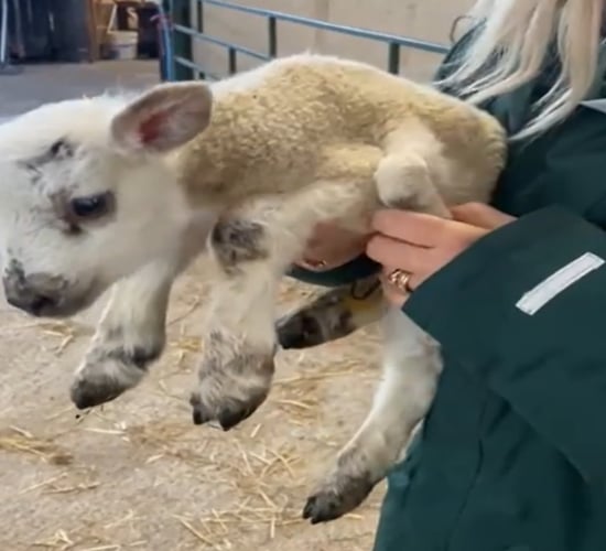Five-legged lamb born in northeast England