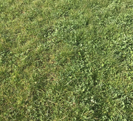 Is clover the solution to fertiliser woes?