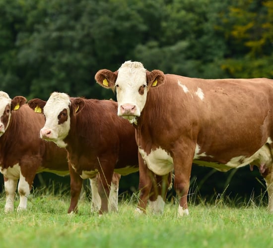 Simmental: The breed that ticks all the boxes