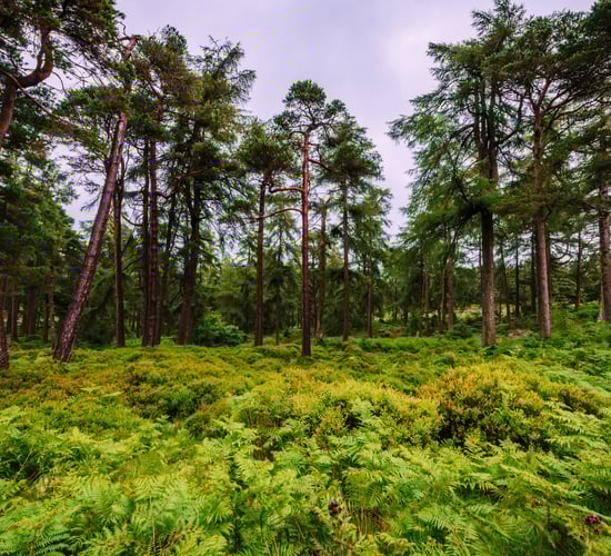 Forestry trading platform completes first online auction