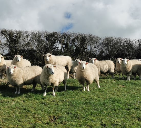 Cavan woman helps re-establish Roscommon sheep breed
