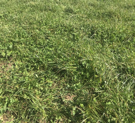 Red clover silage swards growing 15t of DM without nitrogen