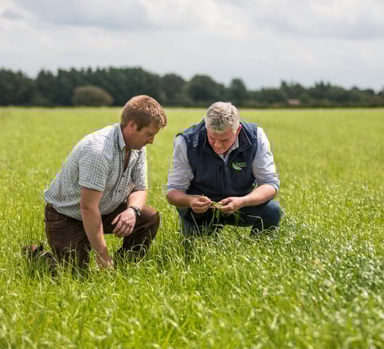 Time to focus on getting the most from your forage
