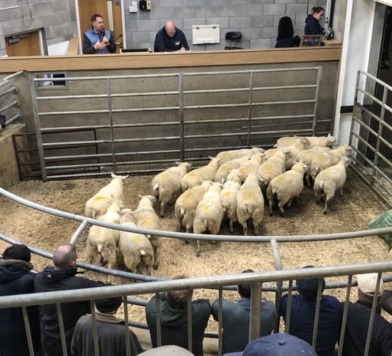 Carnew Mart: Cull ewes reach €300 and hoggets top €180