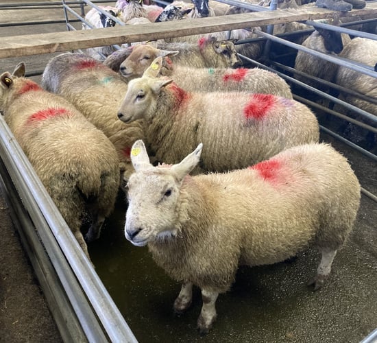 Sheep kill: Short week sees throughput stand at just over 36,000 head