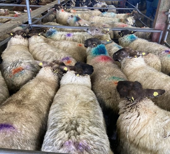 More hogget ewes appearing at marts