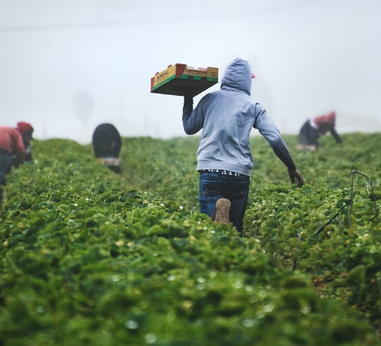 Over 60 WRC inspections in agriculture and meat processing sectors