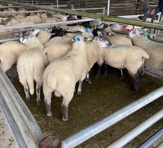 Spring lambs make up to €180/head at Athenry Mart
