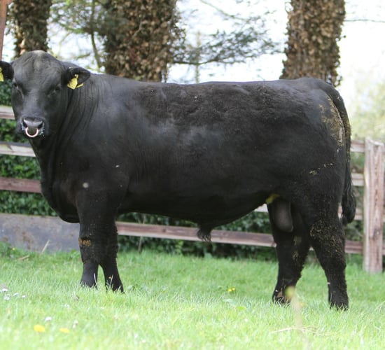 Angus bull sale comes to Urlingford export centre
