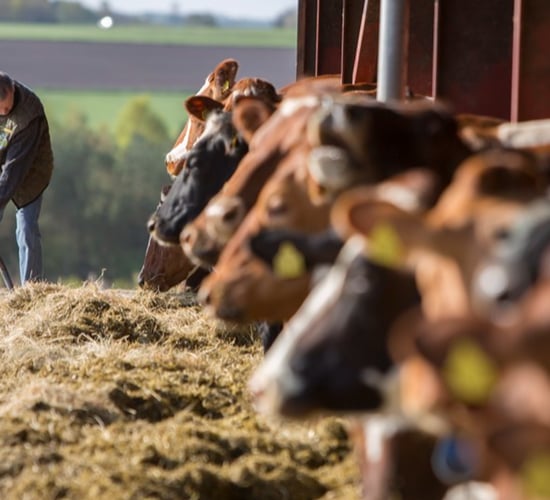 10,000 cows involved in pilot methane-reduction programme