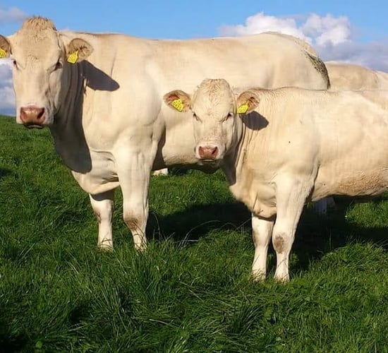 Blonde d'Aquitaine: A breed for dairy and beef farmers