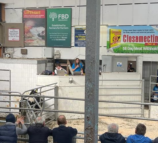 Over €35k raised for cancer research at charity livestock sale