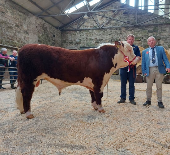 Full clearance and top trade for Hereford bulls at Bandon