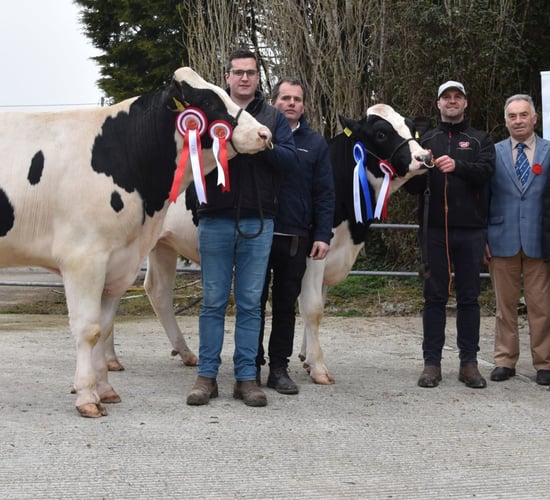 IHFA premier bull sale achieves top price of €5,000