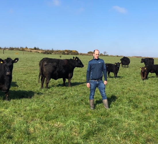 Cork farmer appointed head of Angus breed in Europe