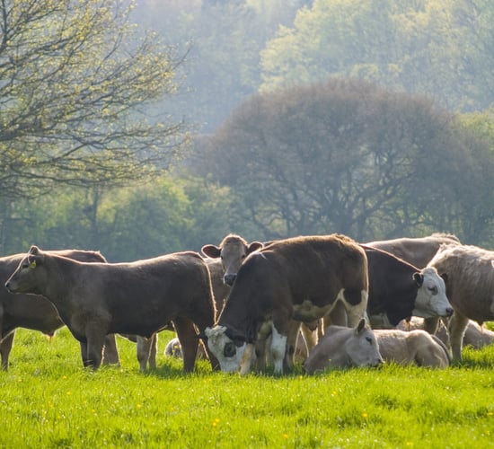 Research highlights link between ruminant health and methane emissions