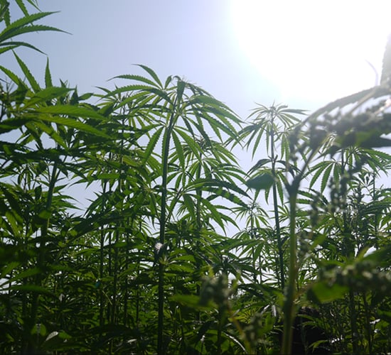 Hemp: Area sown drops by more than half since 2019