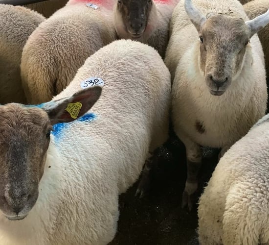 Tullow Mart: Spring lamb show and sale sees high of €200