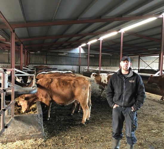 Cutting fertiliser costs on 500-cow suckler farm