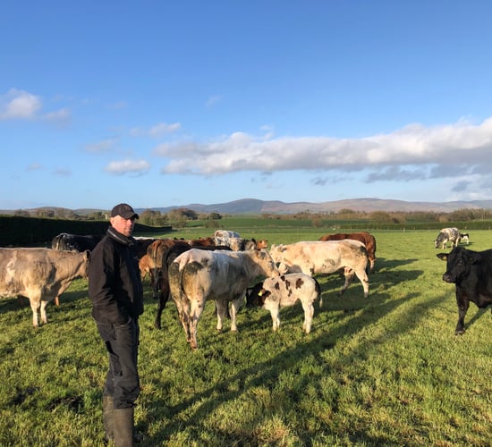 Beef Focus: 500-cow suckler farm gears up for special sale