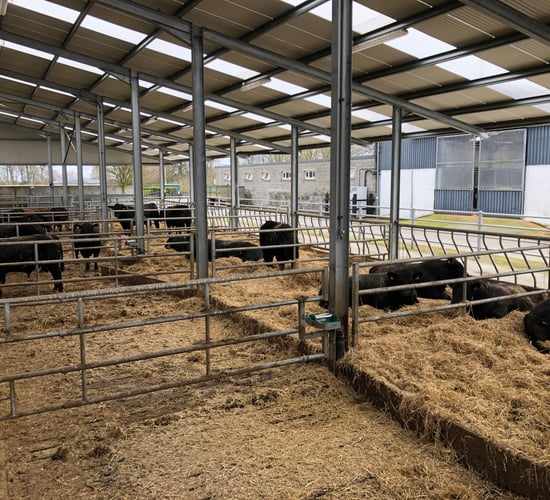 Beef Focus: Breeding fast horses and pedigree Angus cattle at Gigginstown