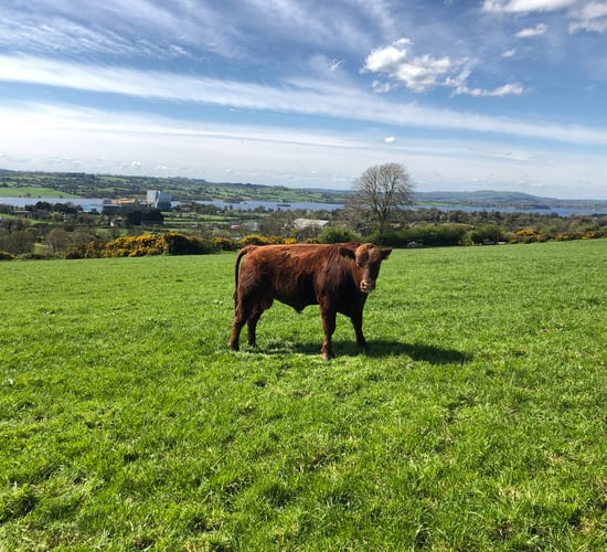 Beef Focus: Breeding the red Angus rarity on a 160-cow Cavan farm