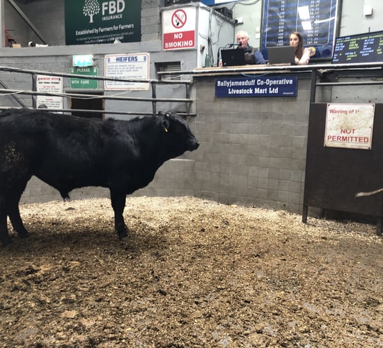 Mart report: Strong farmer demand for weanling bulls at Ballyjamesduff