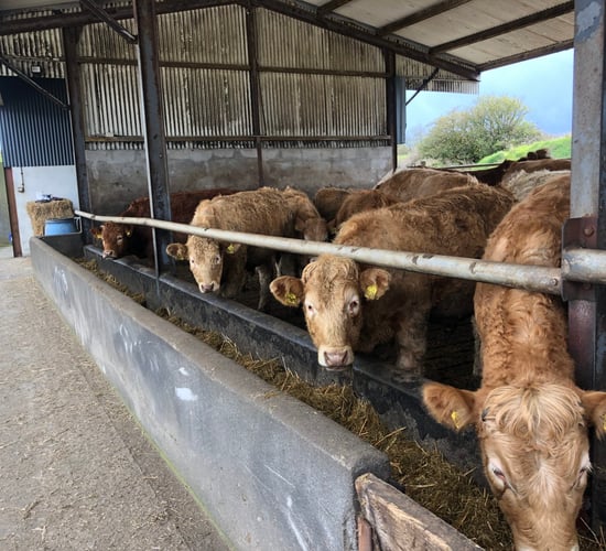 Factory quotes: Price rise sees heifers at €5/kg base