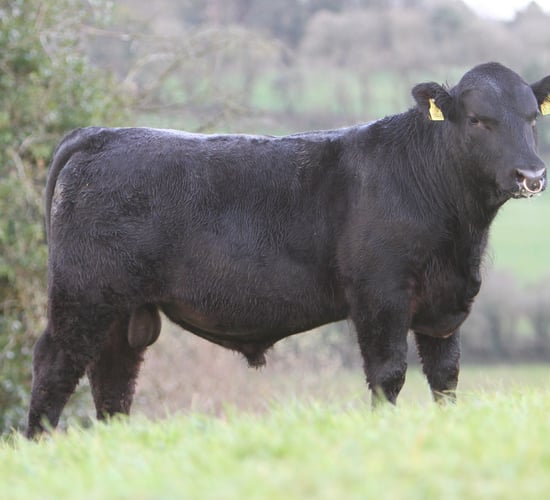 Cork Angus breeder to donate bull proceeds to Pieta House