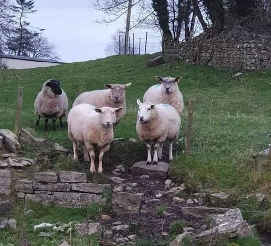 Donegal Gardaí remind dog owners of dangers to sheep