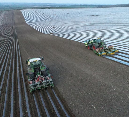 Growing maize under film in 2022