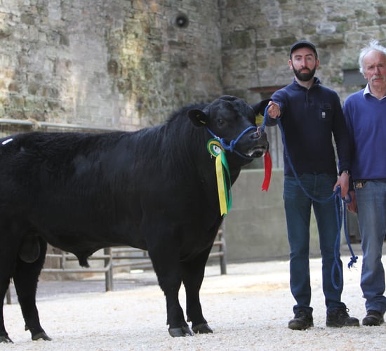 Munster Aberdeen Angus club sets sale record of €5,100