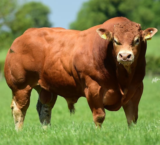 Thurles mart to host Limousin Society sale this Saturday