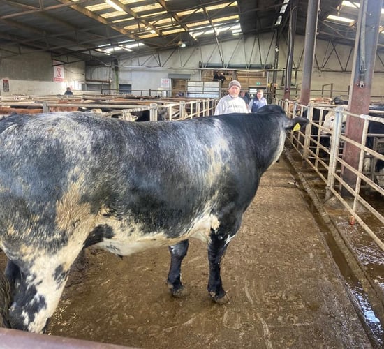 Young bulls in hot demand at Carnew Mart