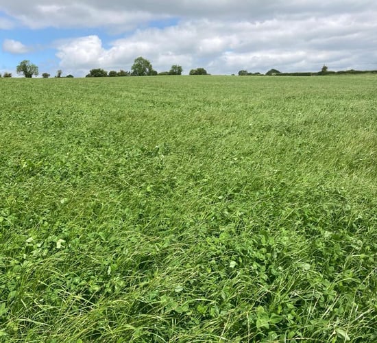 ABP Demo Farm: Five cuts of silage with no fertiliser