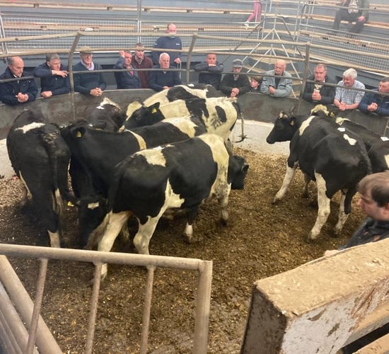 Farmer activity heats up for store cattle at Castleisland mart