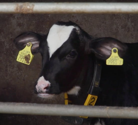 How to: Get calves off to a great start in life